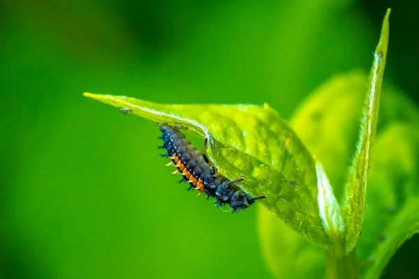 Larva Insetti Coccinella Pupa Coccinellidae Primo Piano Fase Delle Pupille — Foto Stock