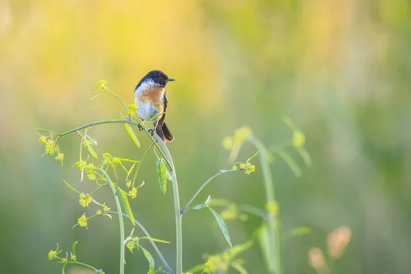 Stonechat Saxicola Rubicola Uccello Primo Piano Che Canta Sole Del — Foto Stock