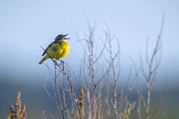 Nahaufnahme Eines Männlichen West Bachstelzenvogels Motacilla Flava Der Einem Sonnigen — Stockfoto