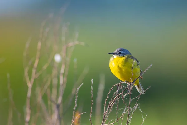 Szoros Kép Egy Férfi Nyugati Sárga Wagtail Madár Motacilla Flava — Stock Fotó