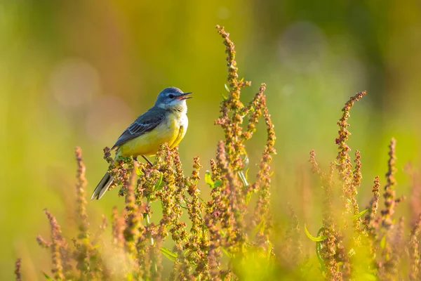 Primer Plano Pájaro Wagtail Amarillo Occidental Macho Motacilla Flava Cantando — Foto de Stock