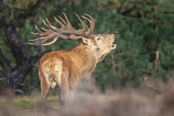 Rådjur Hane Cervus Elaphus Ruttnar Parningssäsongen Ett Fält Nära Skog — Stockfoto