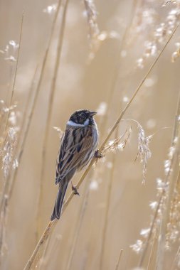 Alelade bir sazlık kiraz kuşu olan Emberiza schoeniclus, kamış başlıklı Phragmites australis 'te şarkı söyler. Sazlık yatakları, bulutlu bir günde bahar mevsiminde sert rüzgarlar nedeniyle sallanıyor..