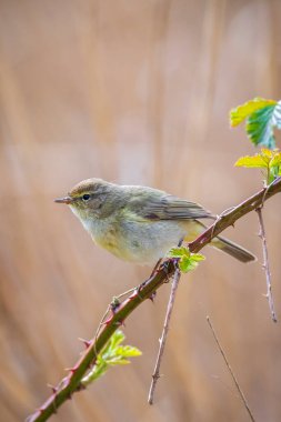 Yaygın bir chiffchaff kuşunun yakın çekimi Phylloscopus collybita, güzel bir yaz akşamında yeşil, canlı bir arka planda yumuşak bir ışık ile şarkı söylüyor..