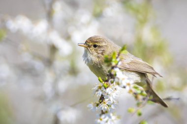 Yaygın bir chiffchaff kuşunun yakın çekimi Phylloscopus collybita, güzel bir yaz akşamında yeşil, canlı bir arka planda yumuşak bir ışık ile şarkı söylüyor..
