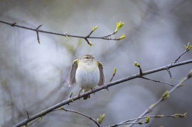 Söğüt bülbülü Phylloscopus trochilus 'un yakın çekimi, güzel bir yaz akşamında yeşil, canlı bir arka planda yumuşak bir ışık ile şarkı söylüyor..