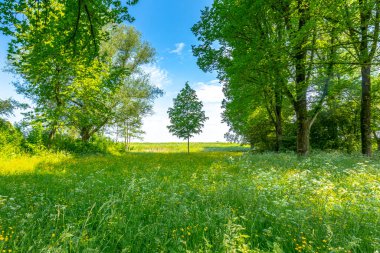 Yaz mevsiminde mavi gökyüzünün altında güzel sarı renkli tarlalar. Alım Parkı Hayvanat Bahçesi, Hollanda