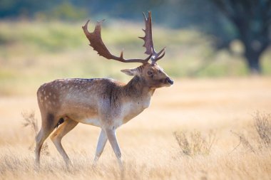 Çiftleşme mevsiminde büyük boynuzları olan Fallow deer Dama Dama erkek geyiği. Sonbahar güneşi ve doğa renkleri arka planda açıkça görülebilir..