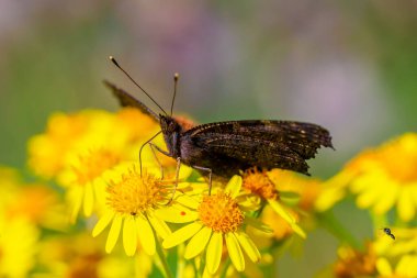 Aglais io, Tavuskuşu Kelebeği çayırdaki sarı çiçeklerle besleniyor. arka plan, kanatlar açık