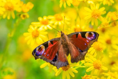 Aglais io, Tavuskuşu Kelebeği çayırdaki sarı çiçeklerle besleniyor. arka plan, kanatlar açık