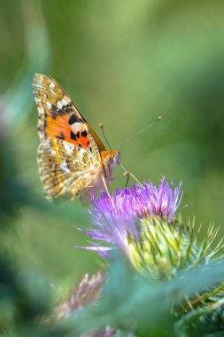 Boyalı Leydi Kelebek, Vanessa Cardu, devedikeni nektarıyla besleniyor..