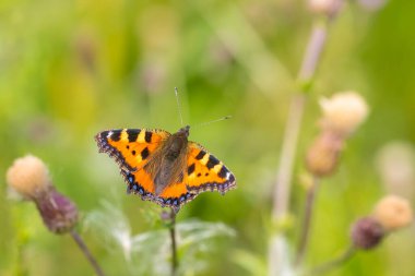Küçük kaplumbağa kabuğu Aglais urticae kelebeğine yakın çekim. Doğa tarafından izole edilmiş.