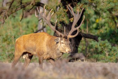 Kızıl geyik erkek, servus elaphus, çiftleşme mevsiminde mor fundaların açtığı bir ormanın yakınındaki bir tarlada çiftleşiyor. Ulusal parc de Hoge Veluwe