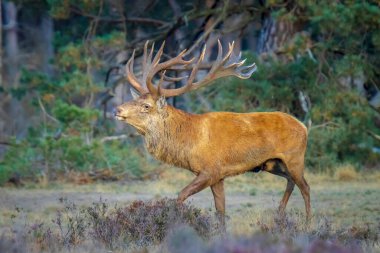 Kızıl geyik erkek, servus elaphus, çiftleşme mevsiminde mor fundaların açtığı bir ormanın yakınındaki bir tarlada çiftleşiyor. Ulusal parc de Hoge Veluwe