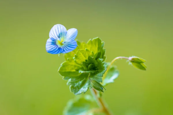 Nahaufnahme Von Veronica Persica Speedwell Blume Blaue Blütenblätter Die Während — Stockfoto