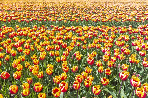 Kvetoucí Barevné Holandské Žluté Tulipány Květinové Pole Pod Modrou Oblohou — Stock fotografie