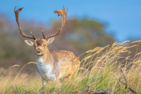 Fallow Deer Dama Dama Male Stag Big Antlers Rutting Season — Stock Photo, Image