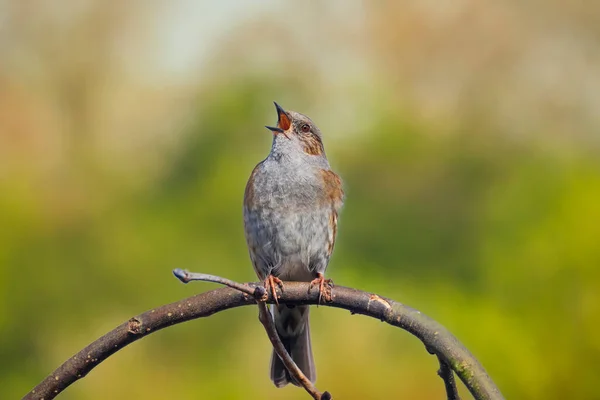 一只敦诺克的特写 Prunella Modularis 一只在树上展示的小鸟 在春天唱着一曲清早的歌曲来吸引一只雌鸟 — 图库照片