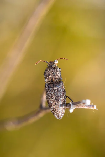 Closeup Agrypnus Murinus Crawling Grass Species Click Beetle — ストック写真