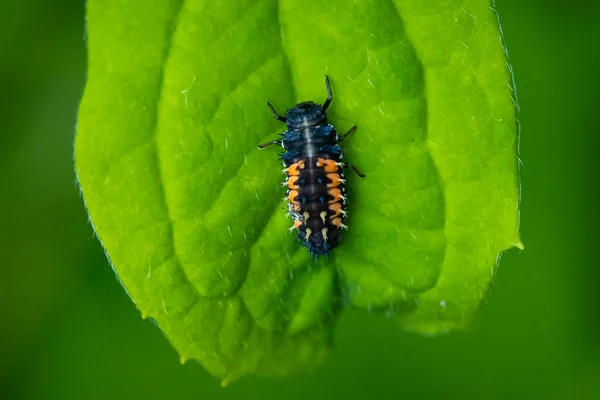 Uğur Böceği Larvası Pupa Coccinellidae Yakından Yeşil Bitki Örtüsüyle Beslenen — Stok fotoğraf