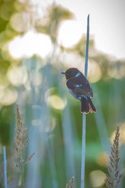 Stonechat Saxicola Rubicola Bird Close Singing Morning Sun — Stockfoto