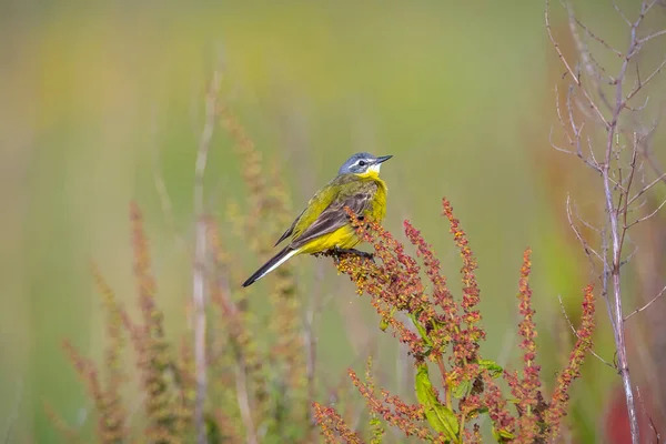 Nahaufnahme Eines Männlichen West Bachstelzenvogels Motacilla Flava Der Einem Sonnigen — Stockfoto