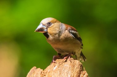 Bir dişi ispinozun yaklaşması Coccothraustes coccothraustes bir ormana tünemiş bir kuş. Seçici odak ve doğal güneş ışığı