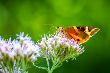 Bir Jersey Tiger Kelebek, bir çiçek nektarı besleme Euplagia quadripunctari kapatın. Bu bir gün uçan güve