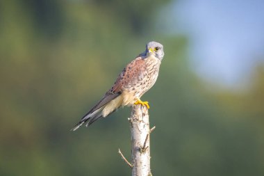 Erkek portresi. Kestrel falco tinnunculus. Ağacın tepesindeki bir dalda dinleniyor.