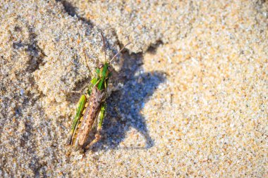 Myrmeleotettix maculatus, kumların üzerinde dinleniyor.
