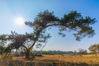 Hollanda, Hoge Veluwe Ulusal Parkı, ıssız orman arazisi 