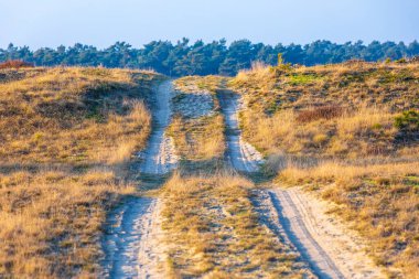 Güneşli bir gökyüzü altında kum tepeleri, Hollanda, Heather manzaralı ulusal park Hoge Veluwe