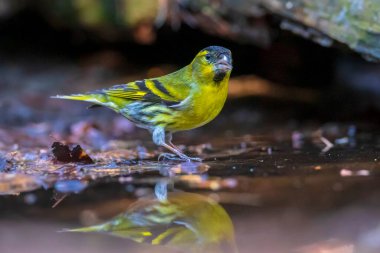 Avrasyalı deri, Spinus spinus, karanlık bir ormandaki bir ağacın dalına tünemişti. Ve bir su birikintisinden içerler.