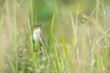 Sedge Warbler kuşunun yakın çekimi, Acrocephalus schoenobaenus, bir yuva inşa ediyor.