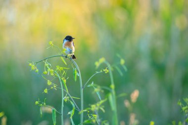 Stonechat, Saxicola rubicola, kuşların sabah güneşi altında ötüşü.