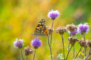 Boyalı Bayan Kelebek, Vanessa Cardui, devedikeni nektarıyla besleniyor..