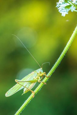Macro close-up of a Great Green Bush-cricket male, Tettigonia viridissima, during sunset