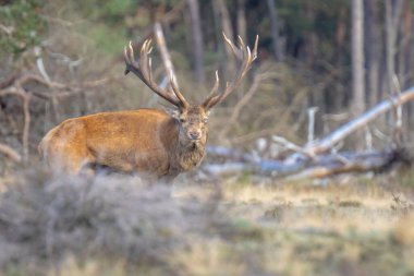 Kızıl geyik erkek, servus elaphus, çiftleşme mevsiminde mor fundaların açtığı bir ormanın yakınındaki bir tarlada çiftleşiyor. Ulusal parc de Hoge Veluwe