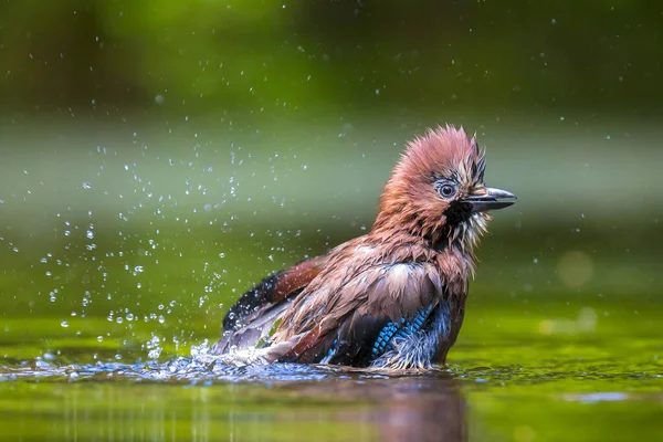 Closeup of a wet Eurasian jay bird Garrulus glandarius washing, preening and cleaning in water. Selective focus and low poit of view