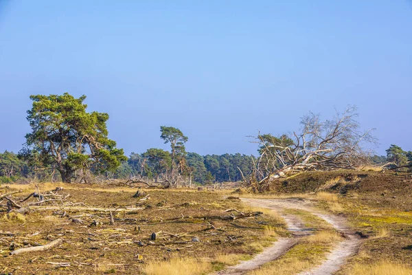 Desolate forest landcape national park de Hoge Veluwe, Holland