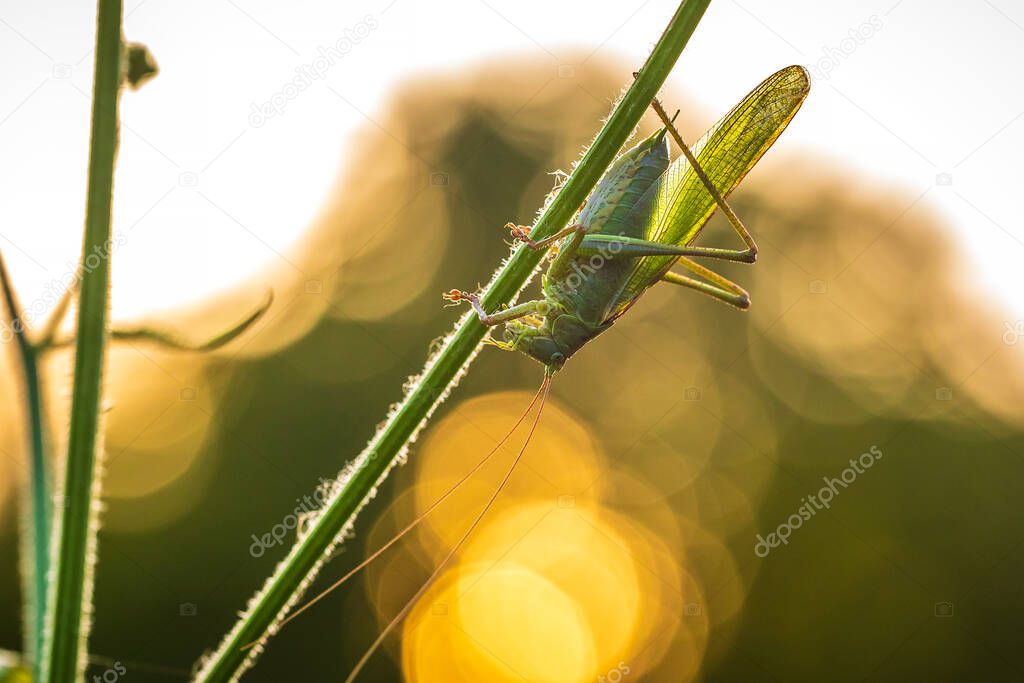 Macro close-up of a Great Green Bush-cricket male, Tettigonia viridissima, during sunset
