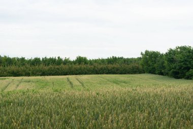 Buğdayla işlenmiş bir tarla.