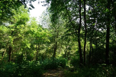La Morra, Piedmont tepelerindeki bir ormanda ağaçlarda ağaçlar - La Morra, Piedmont tepelerindeki İtalyrf - İtalya