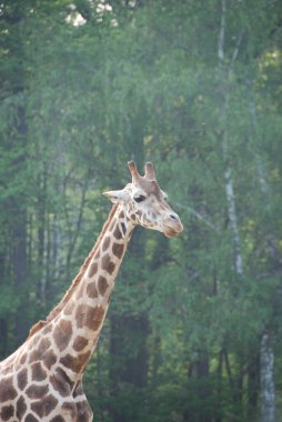 İyi görünür uzun boyunlu zürafa