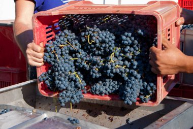Langhe 'nin üzüm bağlarından hasat edin. Barolo, Piedmont - İtalya