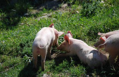 Yeşil bir çayırda bazı özgür domuzlar