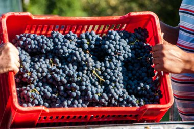 Langhe 'nin üzüm bağlarından hasat edin. Barolo, Piedmont - İtalya