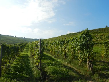 Aşağı Langa tepelerinde Castiglion Tinella, Piedmont - İtalya