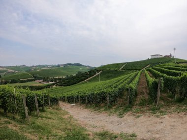 Langhe tepelerindeki üzüm bağları, Barolo, Piedmont - İtalya