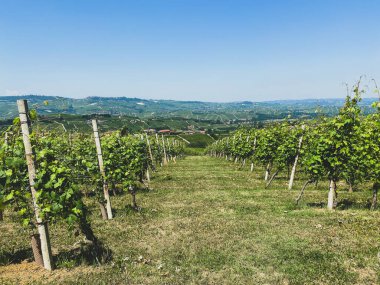 Serralunga d 'Alba yakınlarındaki Langhe tepelerindeki üzüm bağlarının manzarası - İtalya